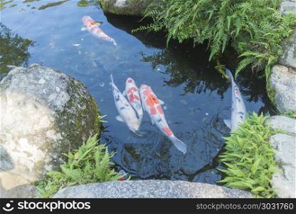 Fancy carp in Japan