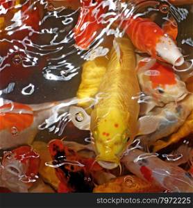 fancy carp or koi fish in pond