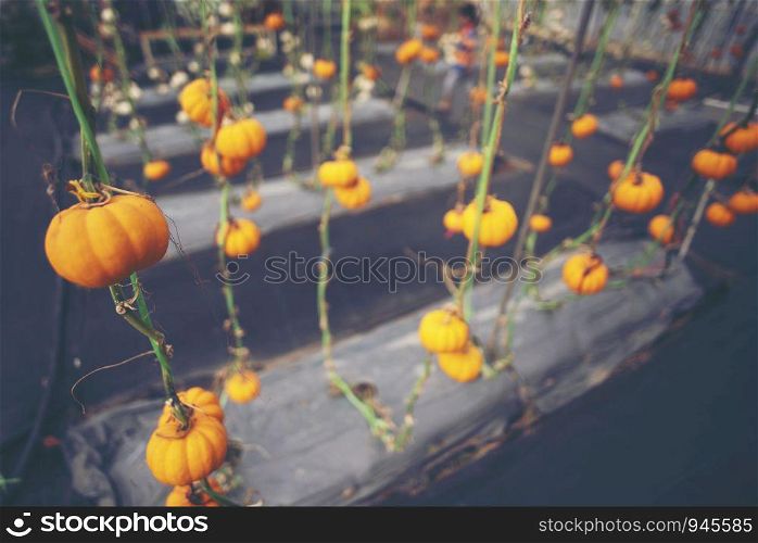 Fancy pumpkin in farm