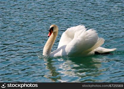 Fancy swan