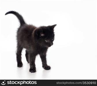 Fanny black kitten isolated on white background