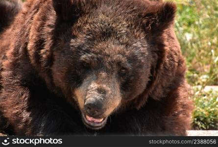 Fantastic black bear close up with his mouth slightly open.