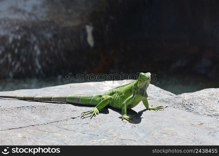 Fantastic bright green iguana lizard posing in the sun on a rock.