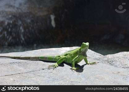 Fantastic bright green iguana lizard posing in the sun on a rock.
