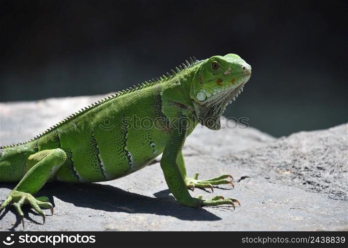 Fantastic close up of a green iguana lizard on a rock in Aruba.