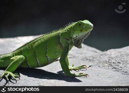 Fantastic close up of a green iguana lizard on a rock in Aruba.