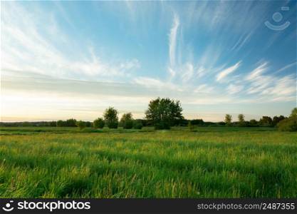Fantastic clouds over the green wild meadow, Nowiny, Poland