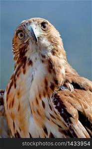 Fantastic eagle of red tail (Buteo jamaicensis) posing placidly. Eagle of red tail (Buteo jamaicensis)