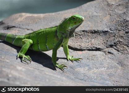 Fantastic green iguana lizard on a big rock in Aruba.