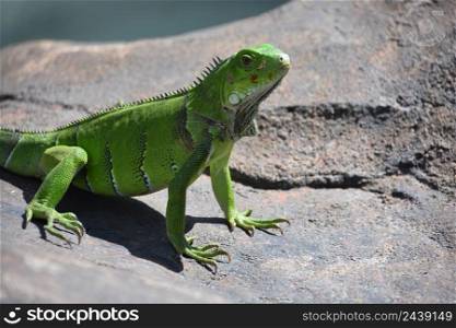 Fantastic green iguana lizard sitting in the sunshine on a rock.