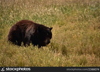 Fantastic large black bear in a hay field with long grasses.