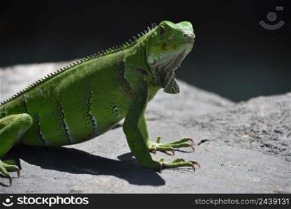 Fantastic look into the face of a green iguana lizard on a rock.