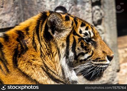 Fantastic specimen of Bengal tiger posing placidly. Bengal tiger