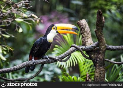 Fantastic toucan on a branch