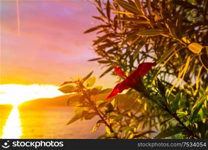 Fantastic tropical sunset in flowers garden