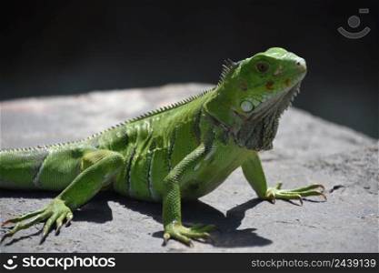 Fantastic up close look at a green iguana lizard in Aruba.
