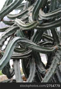 fantastical cactus. Type of spiny succulent plant