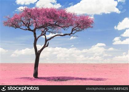 fantasy and nature concept - pink acacia tree in maasai mara national reserve savannah in africa, surreal infrared effect. pink acacia tree in savanna with infrared effect. pink acacia tree in savanna with infrared effect