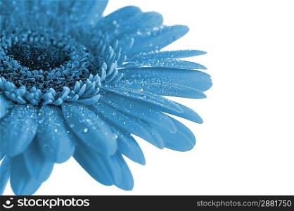 fantasy blue flower close up