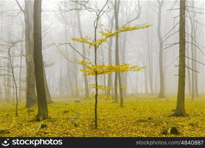 Fantasy forest with fog and yellow leaves. Fantasy forest with fog and yellow leaves.