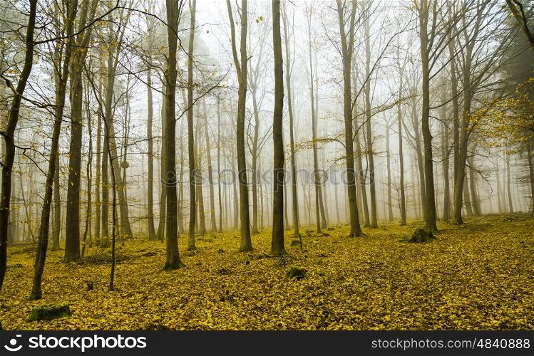 Fantasy forest with fog and yellow leaves. Fantasy forest with fog and yellow leaves.