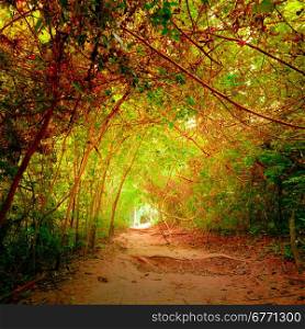 Fantasy jungle forest in surreal autumn colors with tunnel and path way through tropical trees. Concept landscape for mysterious nature background