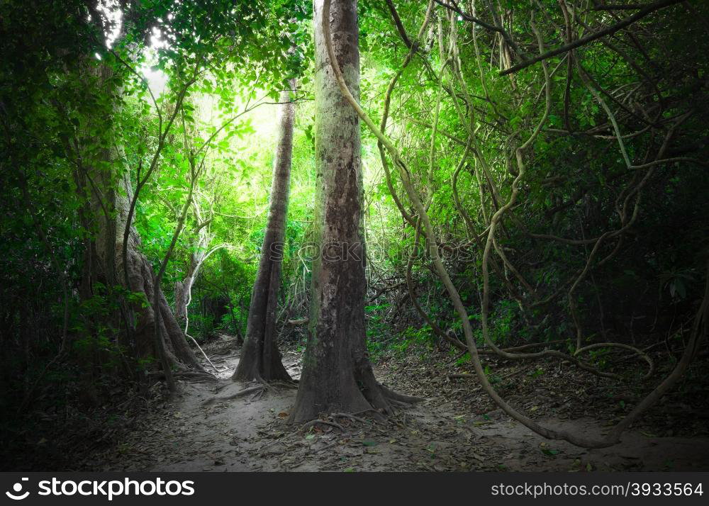 https://image.stockphotos.com/fantasy-tropical-jungle-forest-landscape-with-road-path-way-sun-beams-shining-through-dense-trees-3933564.jpg