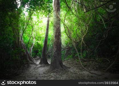 Fantasy tropical jungle forest landscape with road path way. Sun beams shining through dense trees. Thailand nature