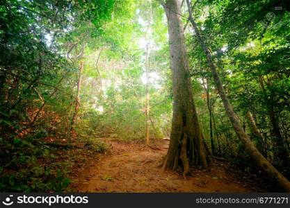 Fantasy tropical jungle forest landscape with road path way. Sun beams shining through dense trees. Thailand nature