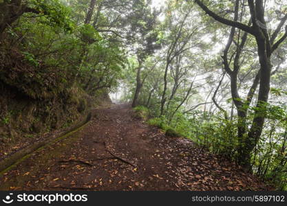 Fantasy world around irrigation canal levada, Madeira Island, Portugal