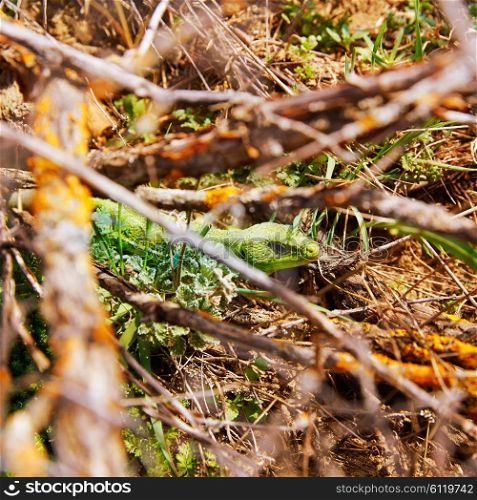 Fardacho green lizard hide in the branches at Spain forest
