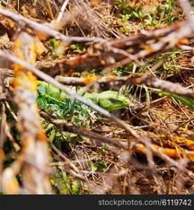 Fardacho green lizard hide in the branches at Spain forest