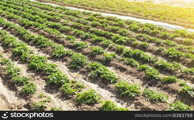 Farm agricultural field of plantation of young Riviera variety potato bushes. Agroindustry and agribusiness. Cultivation and care, harvesting in late spring. Agriculture, growing food vegetables.
