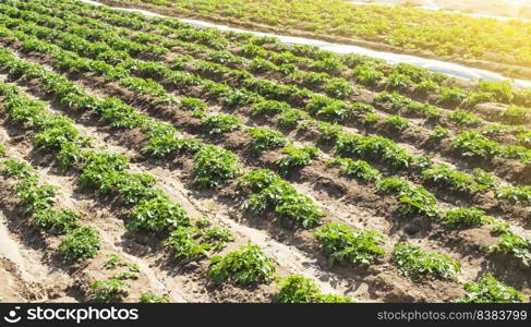 Farm agricultural field of plantation of young Riviera variety potato bushes. Agroindustry and agribusiness. Cultivation and care, harvesting in late spring. Agriculture, growing food vegetables.