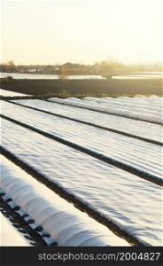 Farm Agricultural plantation fields covered with spunbond agrofibre. Protection crops against bad cold weather sudden temperature changes atmospheric effects. Early sowing campaign. Greenhouse