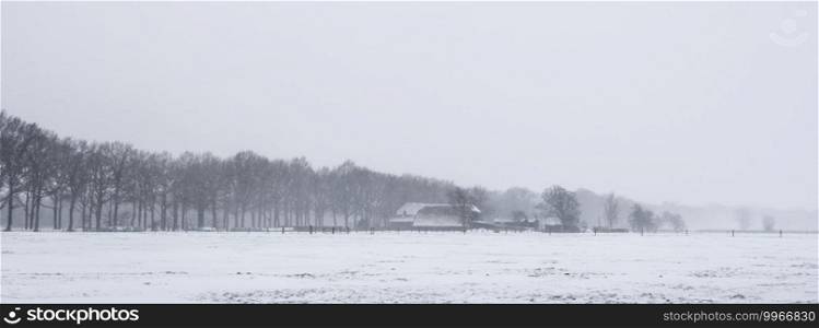 farm and snow covered meadows in centre of holland near utrecht on utrechtse heuvelrug