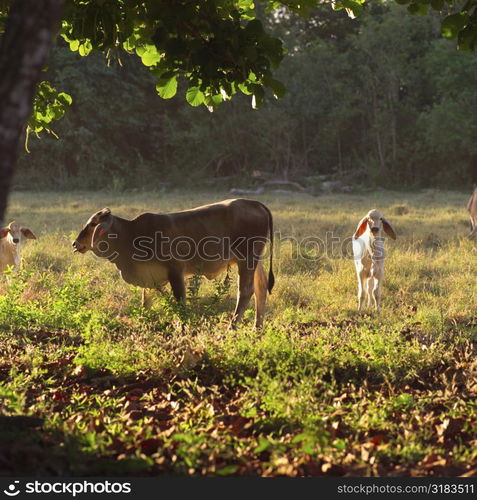 Farm animals in Costa Rica