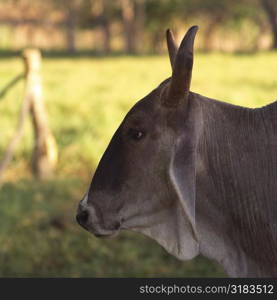 Farm animals in Costa Rica