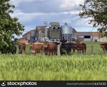 Farm buildings and cattle on agricultural land with a crop of barley in the countryside of North Yorkshire in the United Kingdom