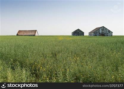 Farm buildings peeping out from a field of tall grain near Wilcox, Saskatchewan, Canada