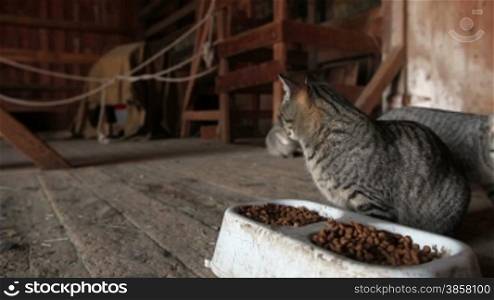 Farm cats gather in a barn to eat their cat food.