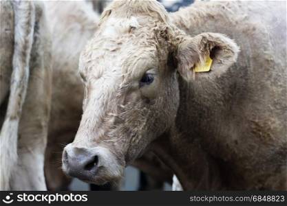 Farm cow close up in Village in Ireland