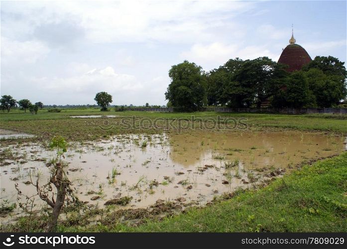 Farm field and brick stupa in Myanmar, Pyay