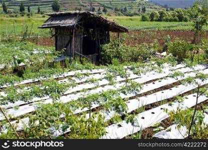 Farm field and hut on plateau Dieng, Java