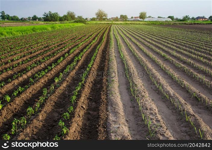 Farm field is half planted with pepper and leek seedlings. Growing vegetables on small farm land shares. Agroindustry. Farming olericulture, agriculture landscape. Farmland.