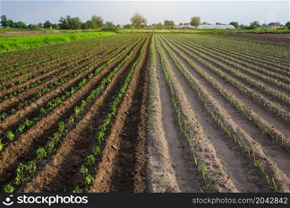 Farm field is half planted with pepper and leek seedlings. Growing vegetables on small farm land shares. Agroindustry. Farming olericulture, agriculture landscape. Farmland.