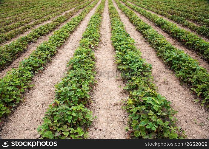Farm field of rows of growing strawberries