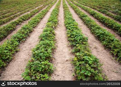 Farm field of rows of growing strawberries