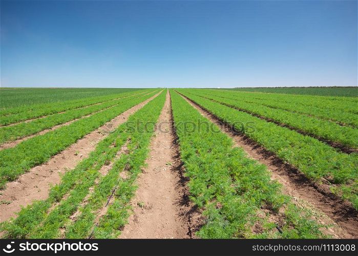 Farm field on sunny summer day with parsley. Agrecultural nature.