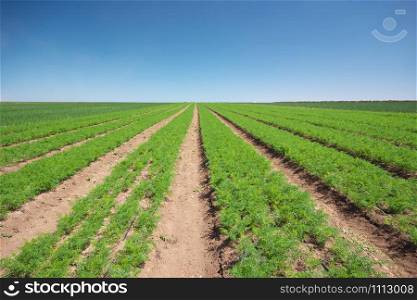Farm field on sunny summer day with parsley. Agrecultural nature.